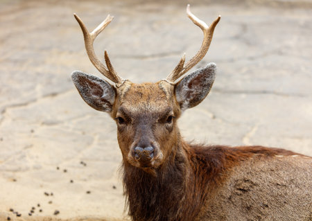 A deer with large antlers is standing on the ground. The deer is brown and has a lot of hairの写真素材
