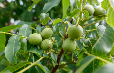 A tree with green leaves and a cluster of green nuts hanging from its branches. The nuts are small...