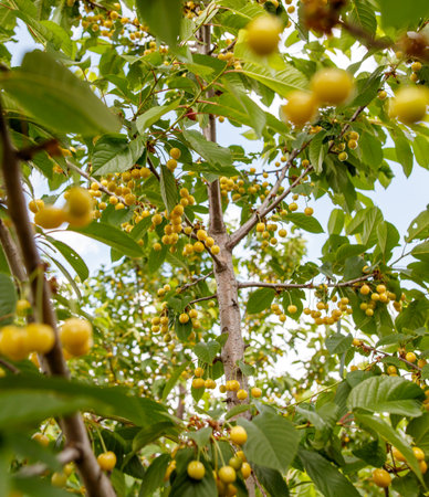 A bunch of yellow cherries hanging from a tree. The cherries are ripe and ready to be picked