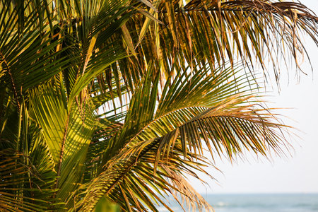A palm tree with a few leaves is in front of the ocean. The leaves are green and the tree is tallの写真素材