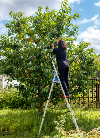 A woman is climbing a ladder to pick fruit from a tree. The ladder is white and has a blue handle