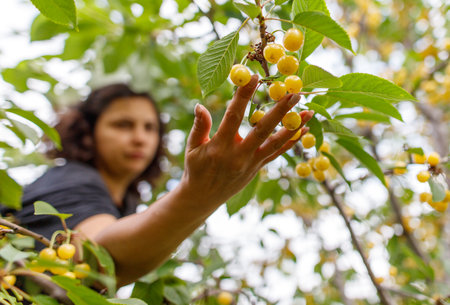 A woman is reaching for a bunch of ripe cherries. Concept of freshness and abundance, as the woman is surrounded by a bountiful tree full of fruitの写真素材