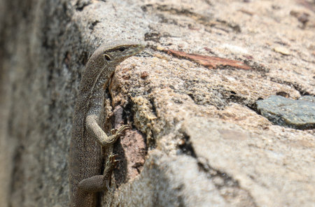 A lizard is on a rock. The lizard is brown and white. The rock is gray