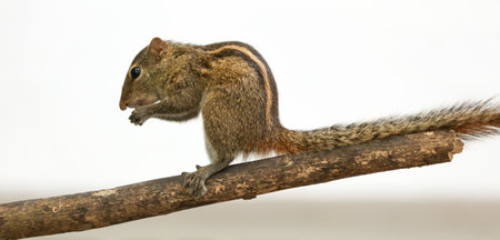 A squirrel is sitting on a branch. The squirrel is eating something. The branch is brown. The...