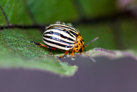 Colorado potato beetle eats eggplant leaves. Macro.