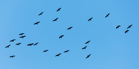 A flock of birds flying in the sky. The birds are flying in a line and are spread out across the sky