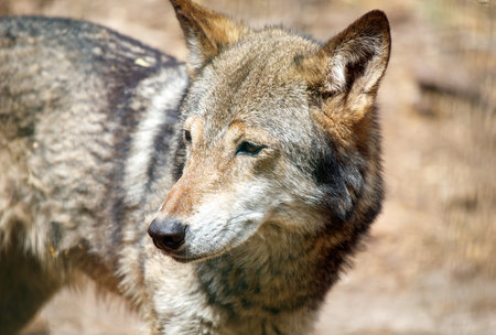 A gray wolf with a brown muzzle and a brown and white coat. The wolf is looking at the camera