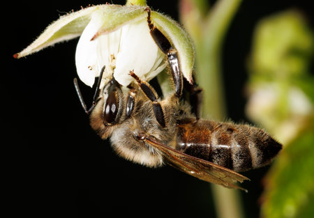 A bee is hanging from a flower. The bee is brown and white