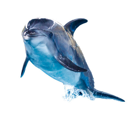Dolphin isolated on white background.の写真素材