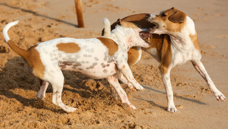 Two dogs are frolicking on the beach, one is a mix of brown and white, while the other is white and...