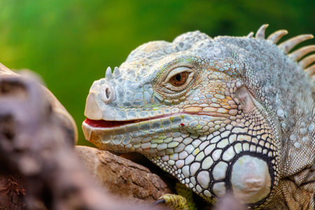 A lizard is laying on a rock with its mouth open. The lizard has a green and white pattern on its bodyの写真素材