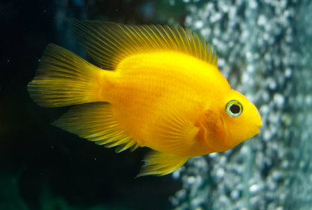 A yellow fish is swimming in a tank. The fish is the only one in the tank. The tank is dark and the...