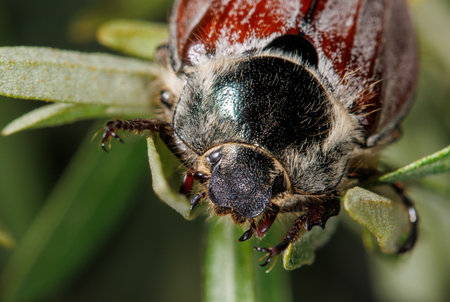 A large brown and black bug is sitting on a leaf. The bug has a black head and brown body. Its legs...