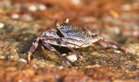 A crab is standing on a rock near water. The crab is small and brown. The rock is brown and has some...