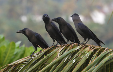 Four black birds are perched on a leafy green plant. The birds are looking at something in the distanceの写真素材
