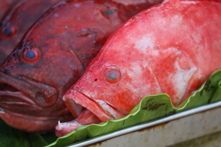 Two red fish are on a green leaf. The fish are in a display case. The fish are fresh and look...