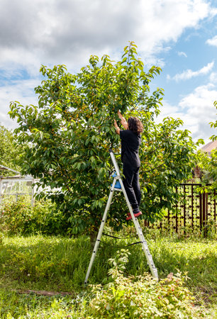 A woman is picking fruit from a tree. She is using a ladder to reach the fruit. The ladder is tall...