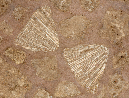 Two shells on a brown surface. The shells are placed close to each other, with one slightly overlapping the other. Scene is calm and serene, as the shells seem to be resting peacefully on the groundの写真素材
