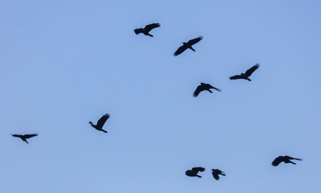 A flock of birds flying in the sky. The birds are black and white. The sky is blue