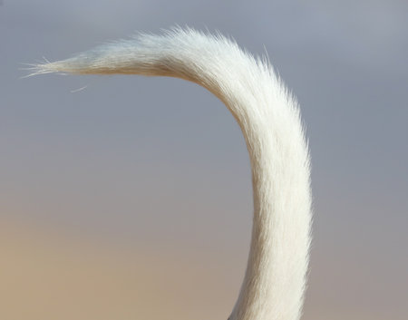 A white tail with a lot of hair on it is curled up. The tail is long and has a lot of hair on it, making it look fluffy and softの写真素材