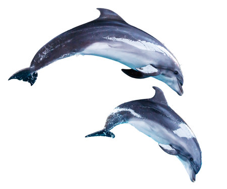 Two dolphins isolated on white background.の写真素材