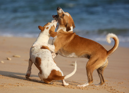 Two dogs are playing on the beach, one is brown and the other is white.