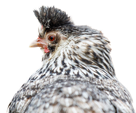 A chicken with a black and white head and a red spot on its face. The chicken is looking at the cameraの写真素材