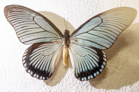 A butterfly is laying on a white surface. The butterfly is blue and white in color. The butterfly is...