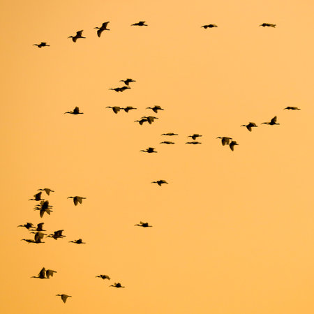 A flock of birds flying in the sky. The birds are in various positions and sizes, and they are...