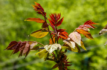 A tree with green leaves and red leaves.