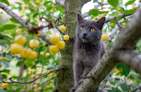 A cat is sitting on a tree branch with a bunch of yellow cherries below it. The cat is looking down at the cherries, possibly curious about them. The scene has a peaceful and calm moodの写真素材
