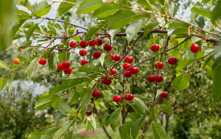 A bunch of red cherries hanging from a tree. The cherries are ripe and ready to be picked