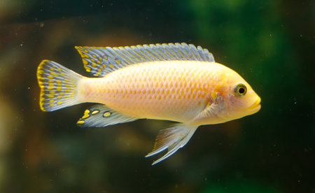 A fish is swimming in a tank. The fish is yellow and has a black stripe on its tailの写真素材