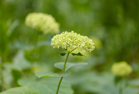 A green flower with a white center is the main focus of the image. The flower is surrounded by other...