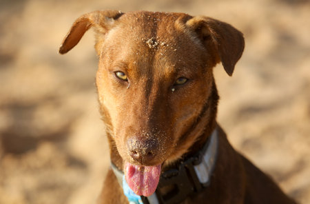 A brown dog with a blue collar is sitting on the sand. The dog has a tongue sticking out and is...