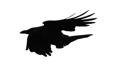 A black crow is flying in the sky. The bird is in the air and has its wings spread out
