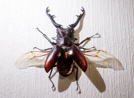 A large bug with long antennae and large wings. The bug is brown and black. It is laying on a white...