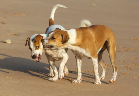 Two dogs are standing on the beach, one of them is biting the other. Scene is playful and...