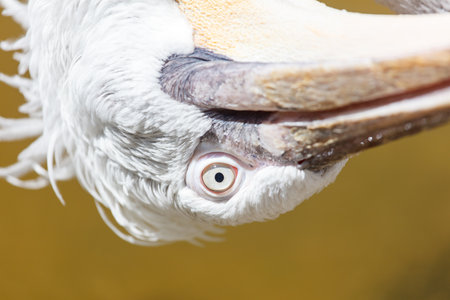 A bird with a white head and a yellow eye. The eye is open and staring at the cameraの写真素材