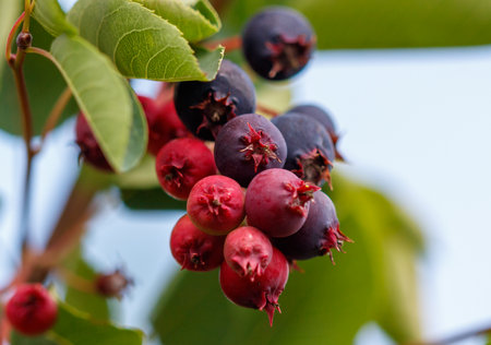 A bunch of blueberries are hanging from a tree. The blueberries are ripe and ready to be pickedの写真素材