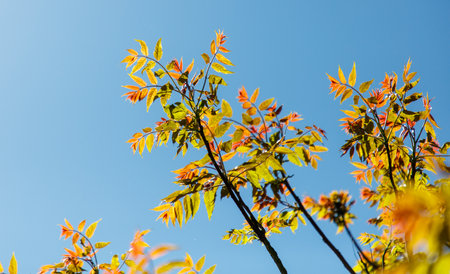 The leaves on the tree are bright green and orange. The sky is clear and blue. The tree branches are...