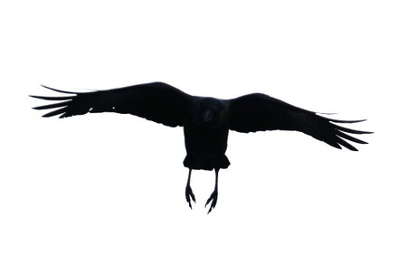 A black bird with its wings spread out in the air. The bird is flying high in the sky