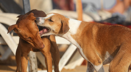 Two dogs are fighting over a toy. One of the dogs is brown and white. The other dog is brown