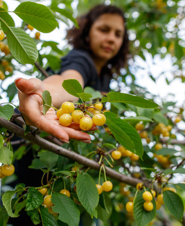 A woman is reaching for a bunch of ripe cherries on a tree. The cherries are yellow and appear to be ready to be pickedの写真素材
