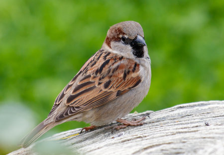 A small brown bird with a black beak is sitting on a rock. The bird is looking to the left