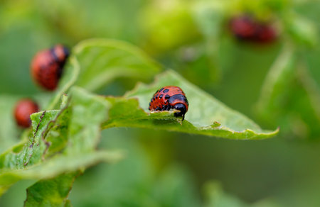 Colorado potato beetle eats leaves. Macro.