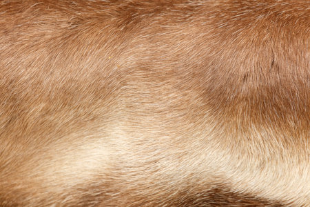 The fur of a dog is shown in a close up. The fur is brown and has a fuzzy texture