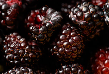 Fresh blackberries as background. Macro.の写真素材