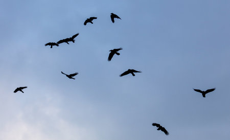 A flock of birds flying in the sky. The birds are black and white. The sky is blueの写真素材