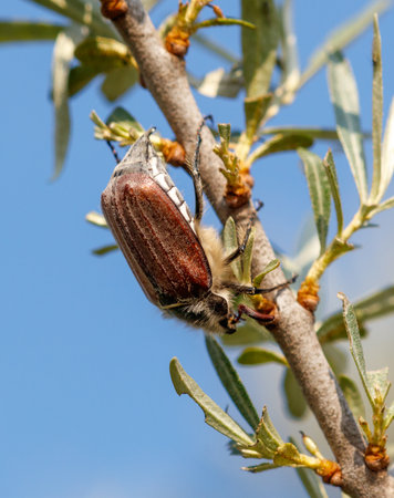 A brown and white beetle is sitting on a branch. The branch is green and the sky is blue